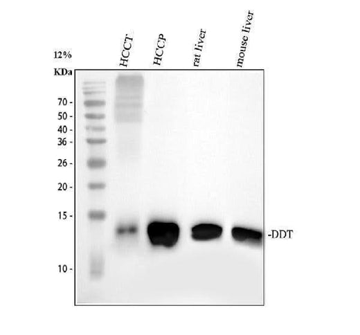 Anti-D-dopachrome decarboxylase DDT Antibody Picoband® Boster Bio