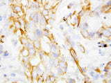 Anti-beta Defensin 1/DEFB1 Antibody Picoband® Boster Bio