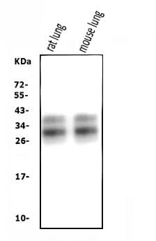 Anti-SFTPA1 Antibody Picoband® Boster Bio