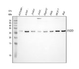 Anti-FADD Antibody Picoband® Boster Bio