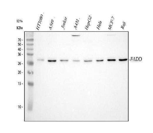 Anti-FADD Antibody Picoband® Boster Bio