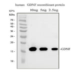 Anti-GDNF Antibody Picoband® Boster Bio
