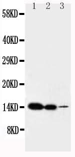 Anti-Interleukin-2 IL2 Antibody Picoband® Boster Bio