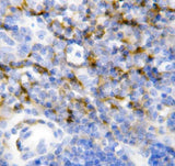 Anti-Interleukin-7 IL7 Antibody Picoband® Boster Bio
