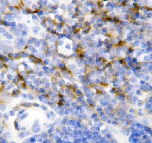 Anti-Interleukin-7 IL7 Antibody Picoband® Boster Bio