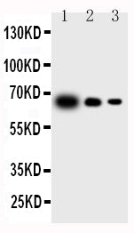 Anti-IL23 P19/IL23A Antibody Picoband® Boster Bio