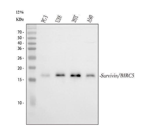 Anti-survivin/BIRC5 Antibody Picoband® Boster Bio