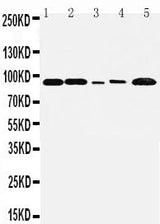 Anti-FGFR1 Antibody Picoband® Boster Bio