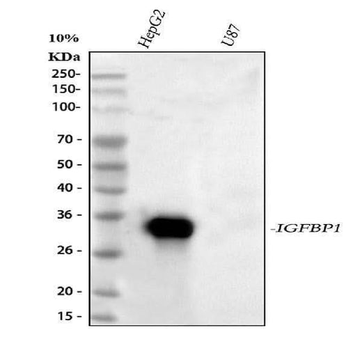 Anti-IGFBP1 Antibody Picoband® Boster Bio