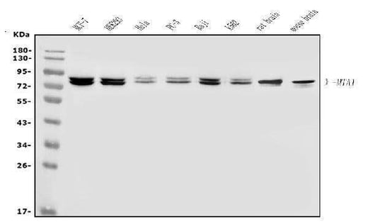 Anti-MTA1 Antibody Picoband® Boster Bio