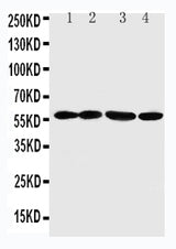 Anti-Angiopoietin-related protein 1 ANGPTL1 Antibody Picoband® Boster Bio