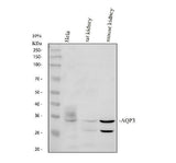 Anti-Aquaporin 3/AQP3 Antibody Picoband® Boster Bio
