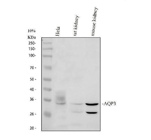 Anti-Aquaporin 3/AQP3 Antibody Picoband® Boster Bio