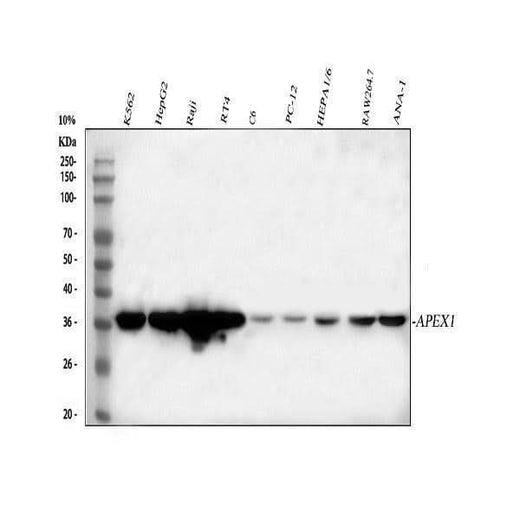 Anti-APE1/APEX1 Antibody Picoband® Boster Bio