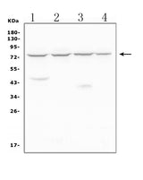 Anti-MEKK2/MAP3K2 Antibody Picoband® Boster Bio