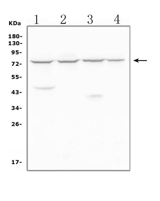 Anti-MEKK2/MAP3K2 Antibody Picoband® Boster Bio