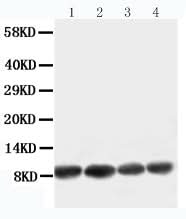 Anti-Apelin/APLN Antibody Picoband® Boster Bio