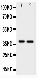 Anti-MCL1 Antibody Picoband® Boster Bio