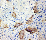 Anti-Bone Sialoprotein/IBSP Antibody Picoband® Boster Bio