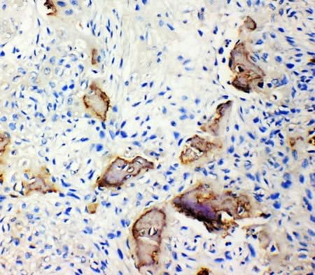 Anti-Bone Sialoprotein/IBSP Antibody Picoband® Boster Bio
