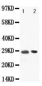 Anti-BOB1/POU2AF1 Antibody Picoband® Boster Bio