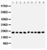 Anti-Ribonuclease A/RNASE1 Antibody Picoband® Boster Bio
