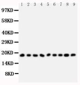 Anti-Ribonuclease A/RNASE1 Antibody Picoband® Boster Bio