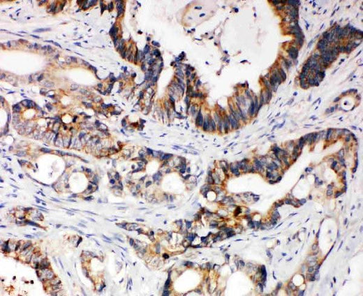 Anti-XIAP Antibody Picoband® Boster Bio