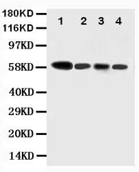 Anti-Caspase-10/CASP10 Antibody Picoband® Boster Bio