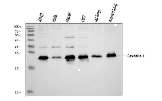 Anti-Caveolin-1/CAV1 Antibody Picoband® Boster Bio
