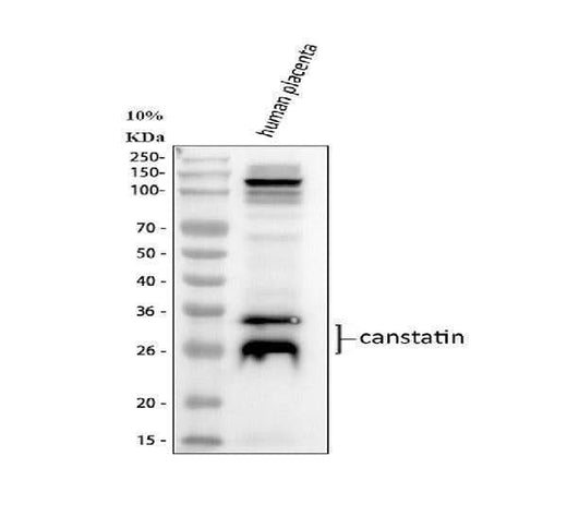 Anti-Canstatin Antibody Picoband® Boster Bio