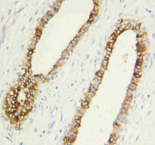 Anti-Caspase-1(P10)/CASP1 Antibody Picoband® Boster Bio