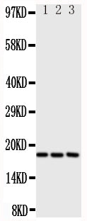 Anti-I-309/CCL1 Antibody Picoband® Boster Bio
