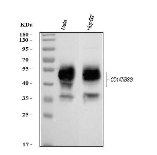 Anti-CD147/BSG Antibody Picoband® Boster Bio