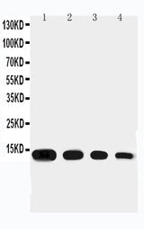 Anti-Eotaxin/CCL11 Antibody Picoband® Boster Bio