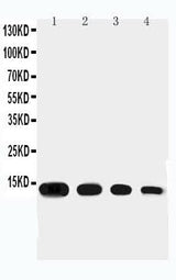 Anti-Eotaxin/CCL11 Antibody Picoband® Boster Bio