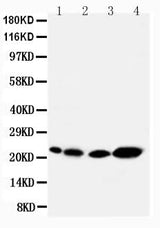 Anti-Caveolin-2/CAV2 Antibody Picoband® Boster Bio