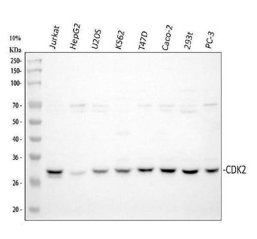 Anti-Cyclin-dependent kinase 2 Cdk2 Antibody Picoband® Boster Bio