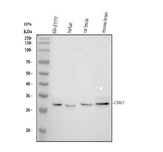 Anti-Cyclin-dependent-like kinase 5 Cdk5 Antibody Picoband® Boster Bio