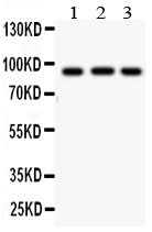 Anti-Cullin 1/Cul1 Antibody Picoband® Boster Bio
