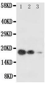 Anti-SCF/KITLG Antibody Picoband® Boster Bio