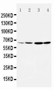 Anti-Dopamine Receptor D1/DRD1 Antibody Picoband® Boster Bio