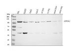 Anti-Eph receptor A1/EPHA1 Antibody Picoband® Boster Bio