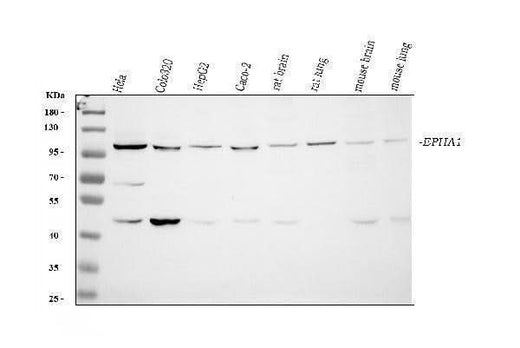 Anti-Eph receptor A1/EPHA1 Antibody Picoband® Boster Bio