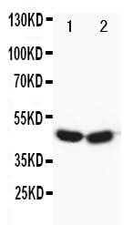 Anti-Forkhead box protein P3 FOXP3 Antibody Picoband® Boster Bio