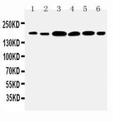 Anti-Laminin gamma 1/LAMC1 Antibody Picoband® Boster Bio