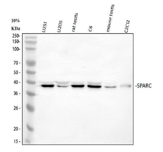 Anti-SPARC Antibody Picoband® Boster Bio