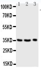 Anti-Granzyme A/GZMA Antibody Picoband® Boster Bio
