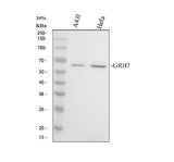 Anti-GRB7 Antibody Picoband® Boster Bio