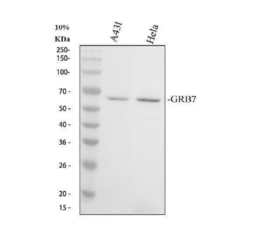 Anti-GRB7 Antibody Picoband® Boster Bio
